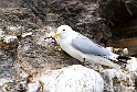 Mouette tridactyle 6642